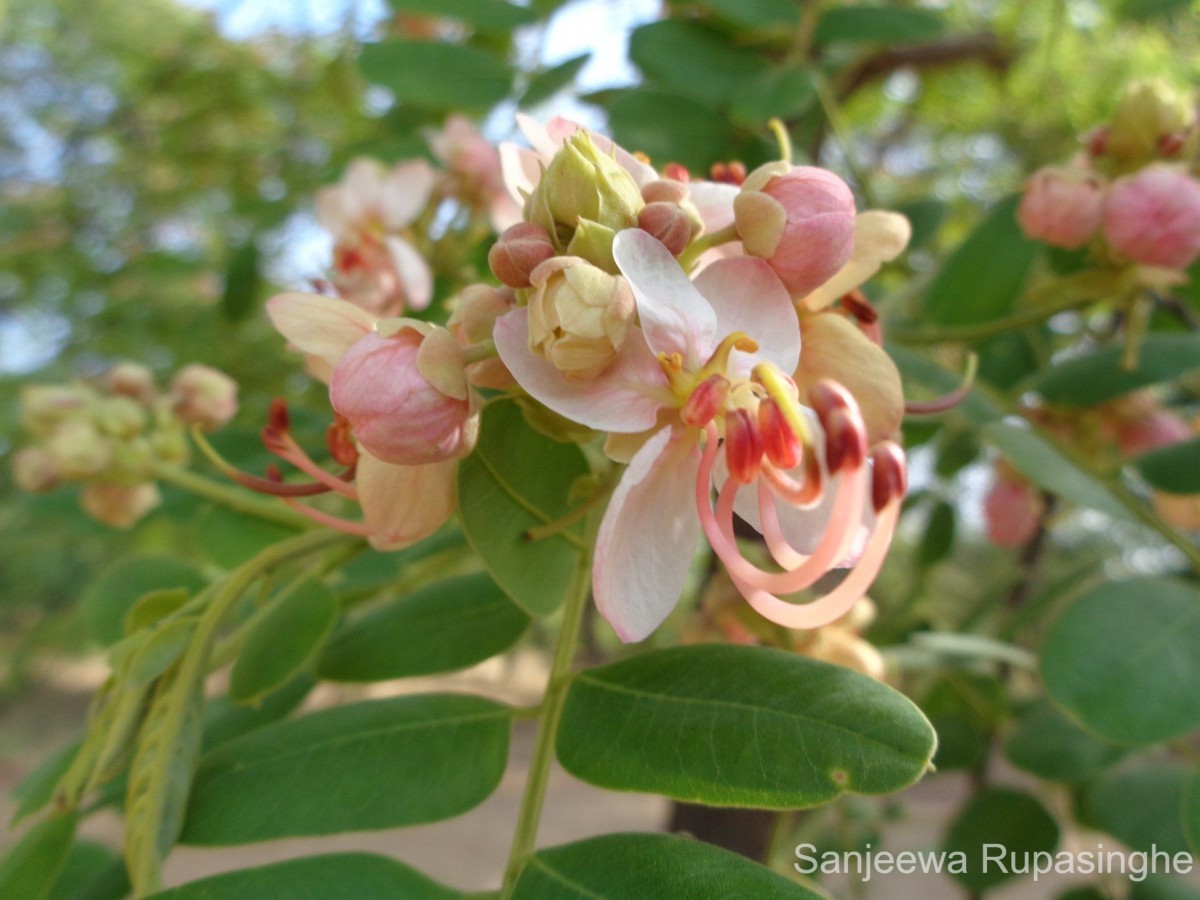 Cassia roxburghii DC.